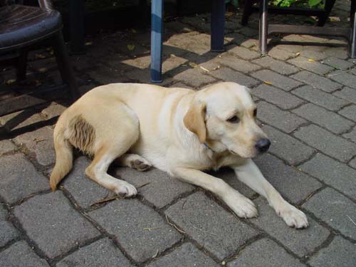 1 Uta Schokolinski Tier Naturschutzverein Niederberg Hunde