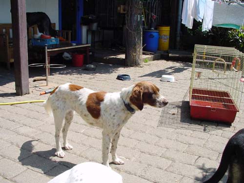 1 Uta Schokolinski Tier Naturschutzverein Niederberg Hunde