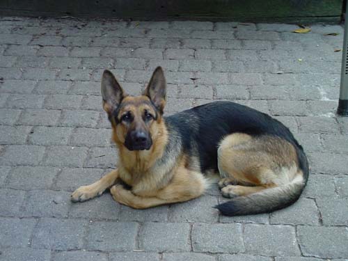 1 Uta Schokolinski Tier Naturschutzverein Niederberg Hunde