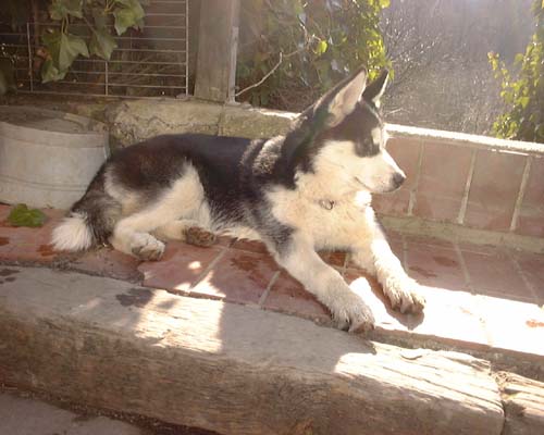 1 Uta Schokolinski Tier Naturschutzverein Niederberg Hunde