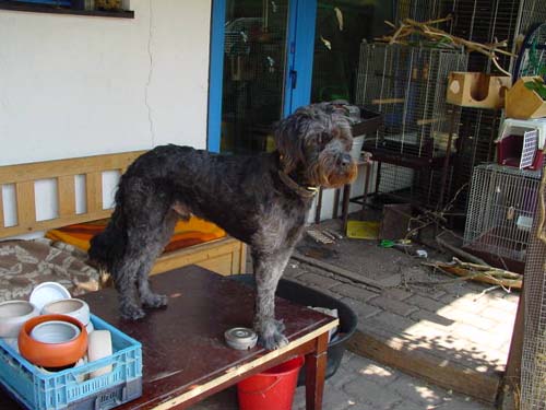 1 Uta Schokolinski Tier Naturschutzverein Niederberg Hunde