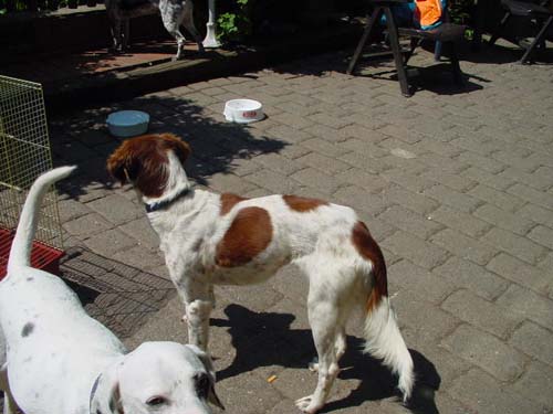 1 Uta Schokolinski Tier Naturschutzverein Niederberg Hunde