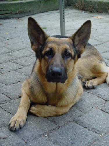 1 Uta Schokolinski Tier Naturschutzverein Niederberg Hunde