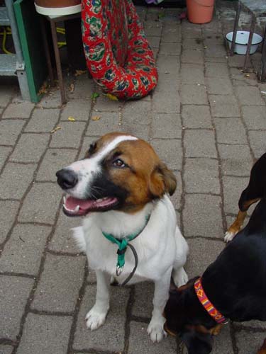 1 Uta Schokolinski Tier Naturschutzverein Niederberg Hunde