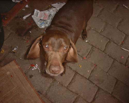 1 Uta Schokolinski Tier Naturschutzverein Niederberg Hunde