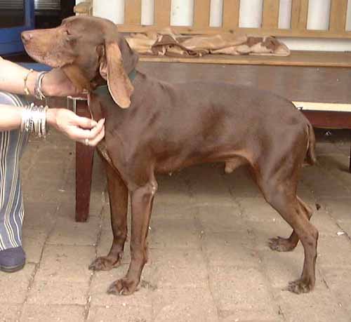 1 Uta Schokolinski Tier Naturschutzverein Niederberg Hunde