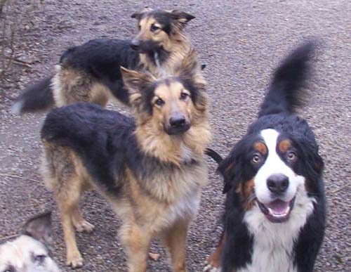 1 Uta Schokolinski Tier Naturschutzverein Niederberg Hunde