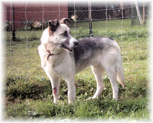 1 Uta Schokolinski Tier Naturschutzverein Niederberg Hunde