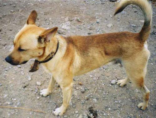 1 Uta Schokolinski Tier Naturschutzverein Niederberg Hunde