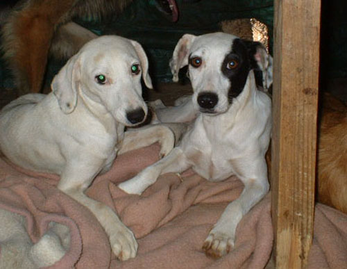 1 Uta Schokolinski Tier Naturschutzverein Niederberg Hunde