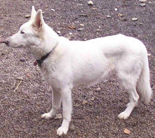 1 Uta Schokolinski Tier Naturschutzverein Niederberg Hunde