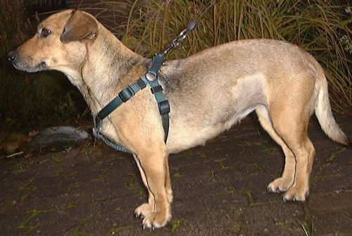 1 Uta Schokolinski Tier Naturschutzverein Niederberg Hunde