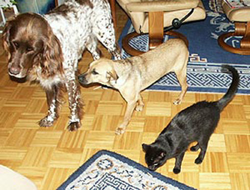 1 Uta Schokolinski Tier Naturschutzverein Niederberg Hunde
