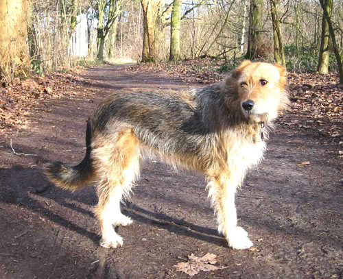 1 Uta Schokolinski Tier Naturschutzverein Niederberg Hunde