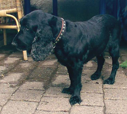 1 Uta Schokolinski Tier Naturschutzverein Niederberg Hunde