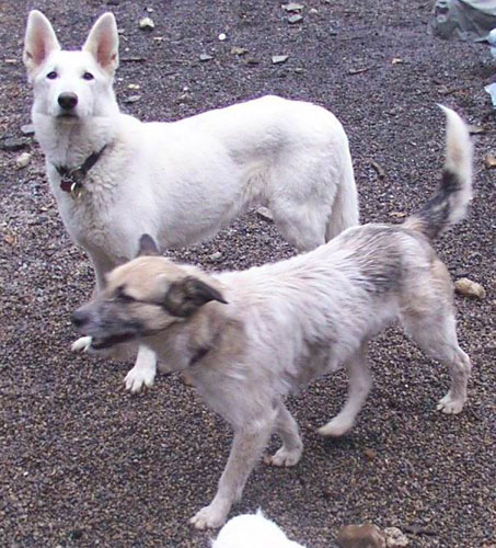 1 Uta Schokolinski Tier Naturschutzverein Niederberg Hunde