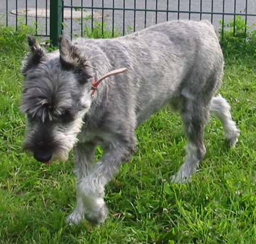 1 Uta Schokolinski Tier Naturschutzverein Niederberg Hunde