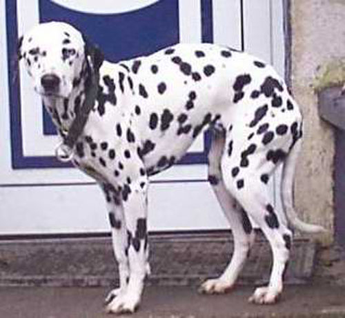 1 Uta Schokolinski Tier Naturschutzverein Niederberg Hunde