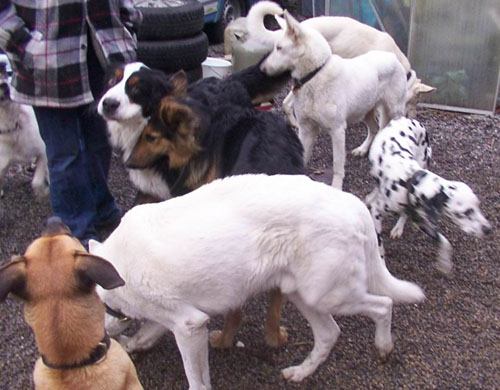 1 Uta Schokolinski Tier Naturschutzverein Niederberg Hunde