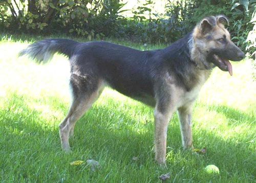 1 Uta Schokolinski Tier Naturschutzverein Niederberg Hunde
