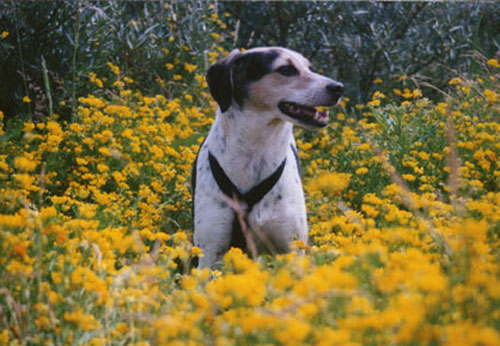 1 Uta Schokolinski Tier Naturschutzverein Niederberg Hunde