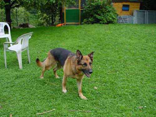 1 Uta Schokolinski Tier Naturschutzverein Niederberg Hunde