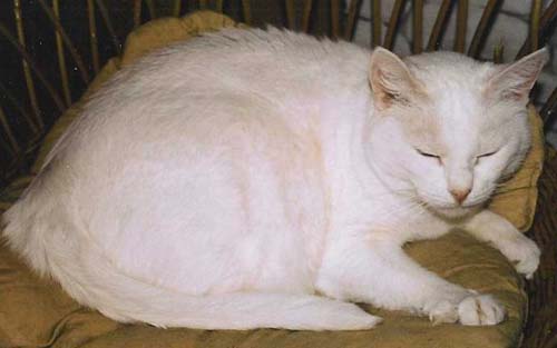 1 Uta Schokolinski Tier Naturschutzverein Niederberg Katzen