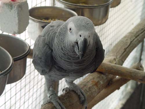 1 Uta Schokolinski Tier Naturschutzverein Niederberg Voegel-Papageien