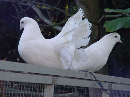 1 Uta Schokolinski Tier Naturschutzverein Niederberg Voegel-Papageien