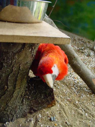 1 Uta Schokolinski Tier Naturschutzverein Niederberg Voegel-Papageien