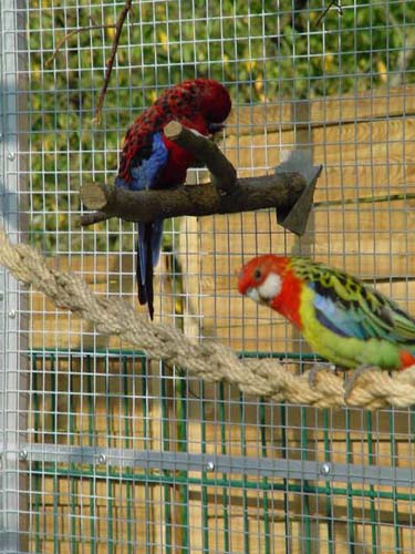 1 Uta Schokolinski Tier Naturschutzverein Niederberg Voegel-Papageien