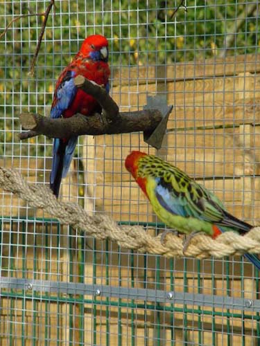 1 Uta Schokolinski Tier Naturschutzverein Niederberg Voegel-Papageien