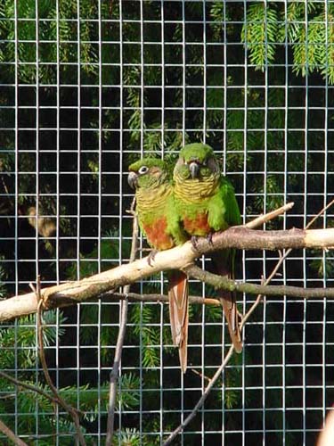 1 Uta Schokolinski Tier Naturschutzverein Niederberg Voegel-Papageien