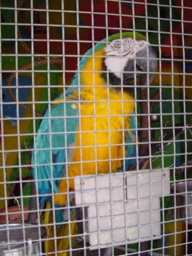 1 Uta Schokolinski Tier Naturschutzverein Niederberg Voegel-Papageien