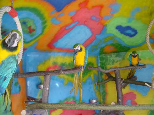 1 Uta Schokolinski Tier Naturschutzverein Niederberg Voegel-Papageien