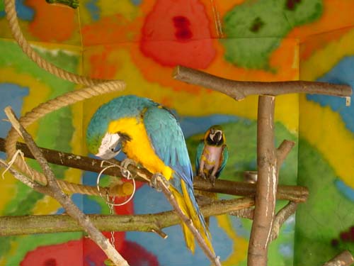 1 Uta Schokolinski Tier Naturschutzverein Niederberg Voegel-Papageien