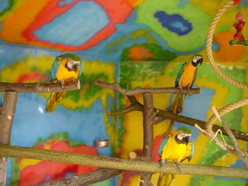 1 Uta Schokolinski Tier Naturschutzverein Niederberg Voegel-Papageien