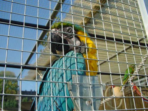 1 Uta Schokolinski Tier Naturschutzverein Niederberg Voegel-Papageien