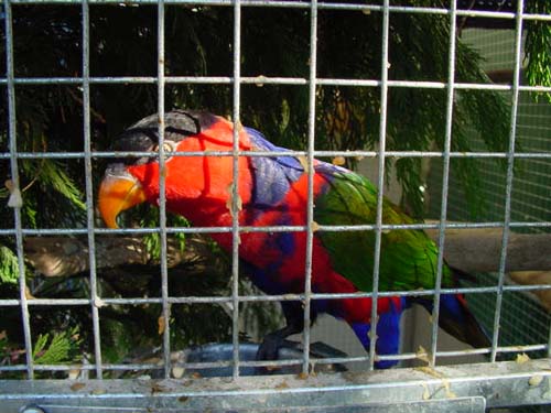 1 Uta Schokolinski Tier Naturschutzverein Niederberg Voegel-Papageien