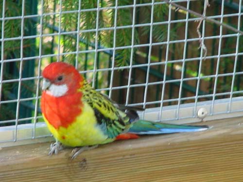 1 Uta Schokolinski Tier Naturschutzverein Niederberg Voegel-Papageien