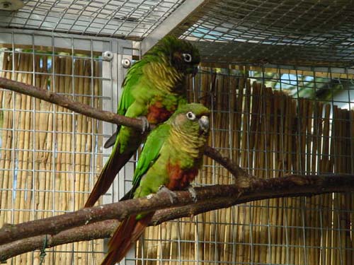 1 Uta Schokolinski Tier Naturschutzverein Niederberg Voegel-Papageien