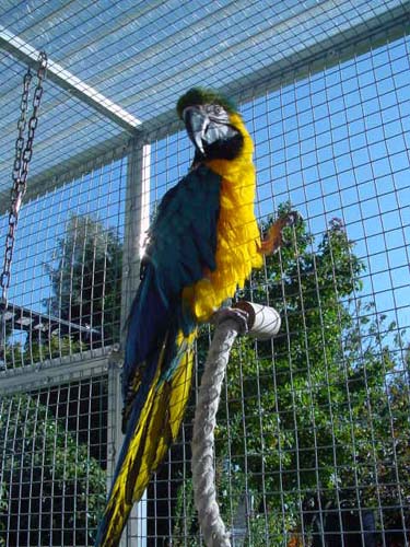 1 Uta Schokolinski Tier Naturschutzverein Niederberg Voegel-Papageien