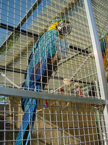 1 Uta Schokolinski Tier Naturschutzverein Niederberg Voegel-Papageien