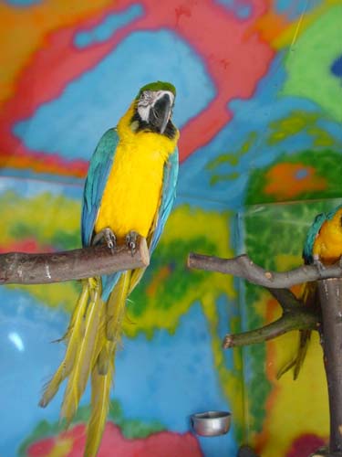 1 Uta Schokolinski Tier Naturschutzverein Niederberg Voegel-Papageien