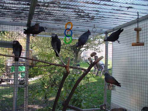 1 Uta Schokolinski Tier Naturschutzverein Niederberg Voegel-Papageien