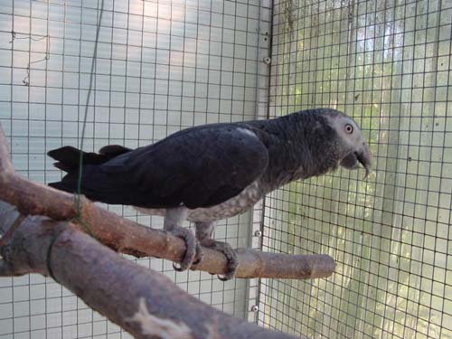 1 Uta Schokolinski Tier Naturschutzverein Niederberg Voegel-Papageien