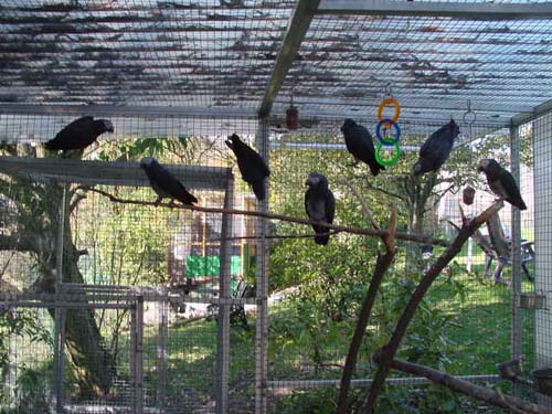 1 Uta Schokolinski Tier Naturschutzverein Niederberg Voegel-Papageien