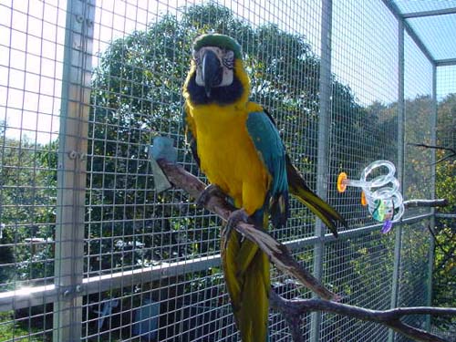 1 Uta Schokolinski Tier Naturschutzverein Niederberg Voegel-Papageien