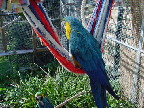 1 Uta Schokolinski Tier Naturschutzverein Niederberg Voegel-Papageien