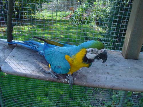 1 Uta Schokolinski Tier Naturschutzverein Niederberg Voegel-Papageien